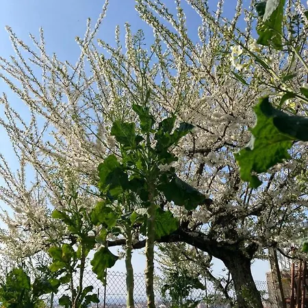 ベッド・アンド・ブレックファスト Alfazema Sunset House