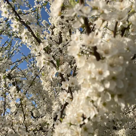 Alfazema Sunset House Bed and breakfast 3*