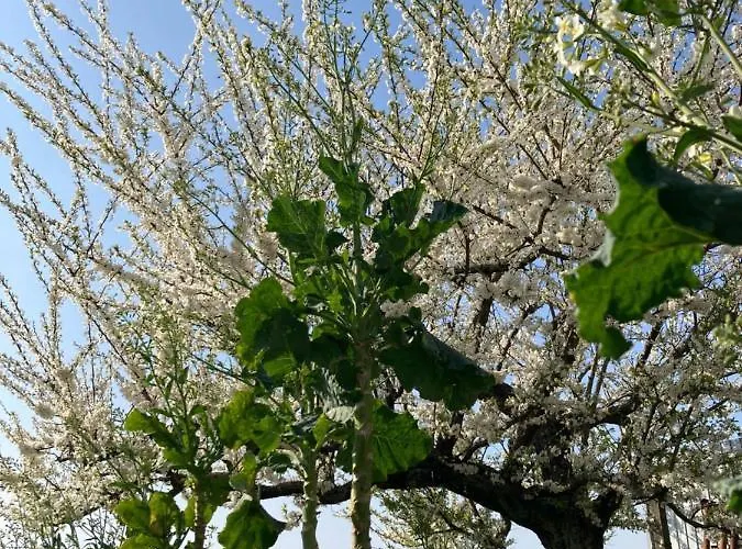 Frühstückspension Alfazema Sunset House