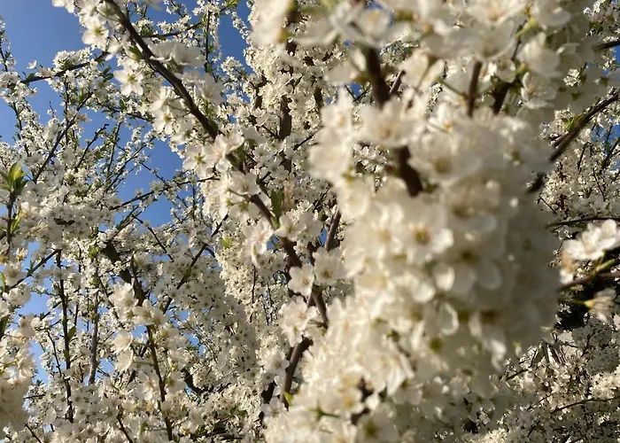 Alfazema Sunset House Nocleg ze śniadaniem 3*